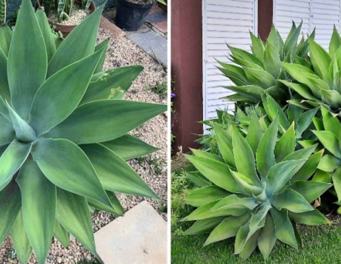 Agave Attenuata