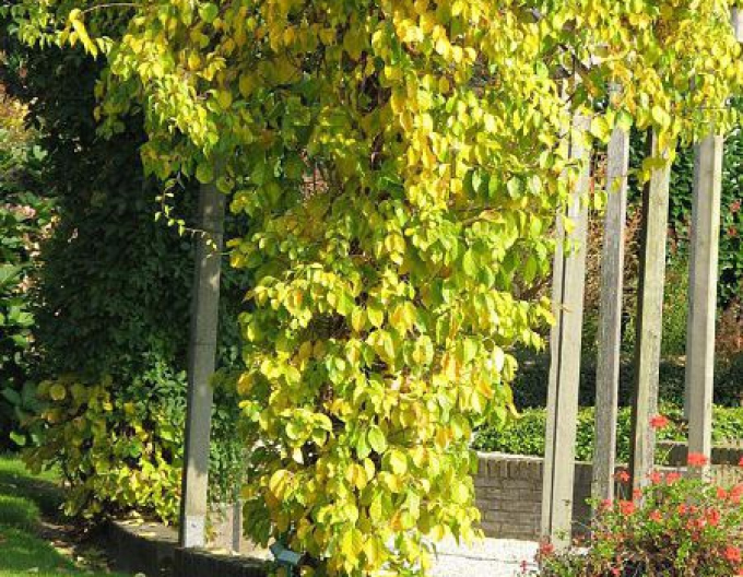 Iederă circulară ´Hermaphroditus´