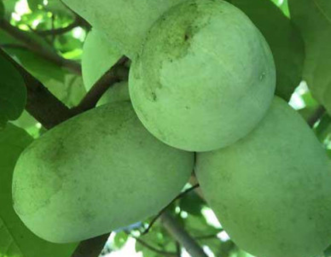 Asimina tritriloba - Banana Nordului