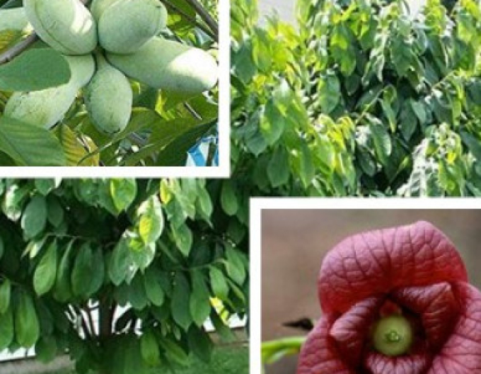 Asimina tritriloba - Banana Nordului