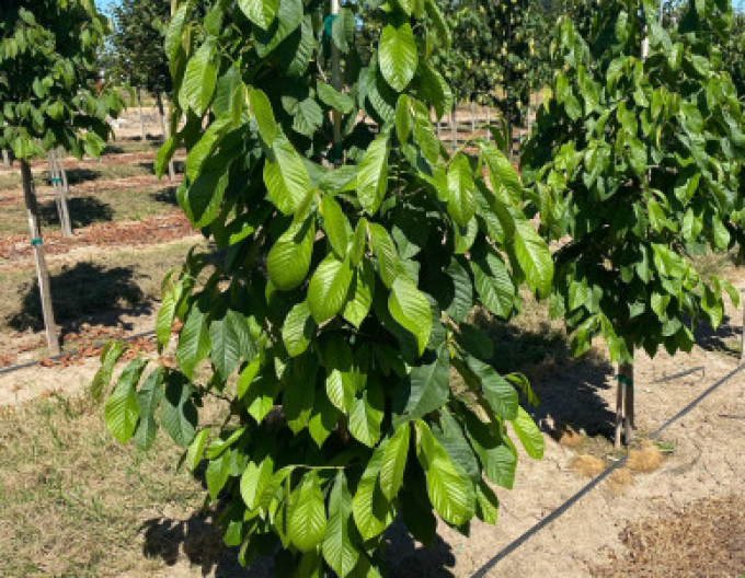 Asimina tritriloba - Banana Nordului