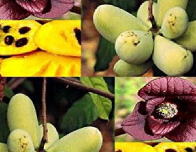 Asimina tritriloba - Banana Nordului