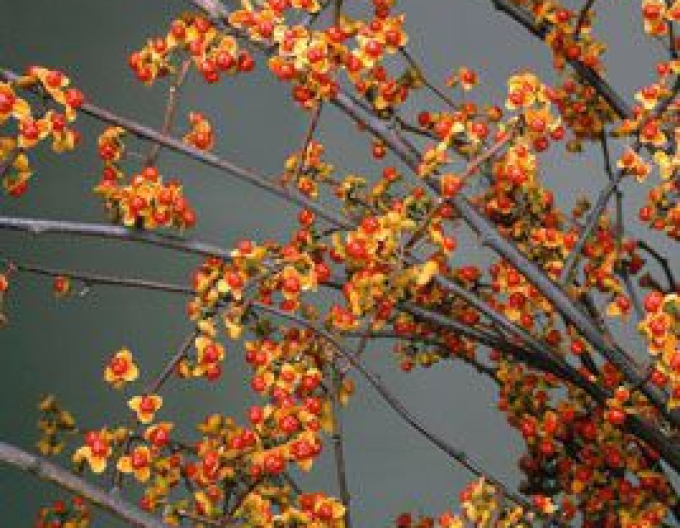 Iederă circulară ´Hermaphroditus´