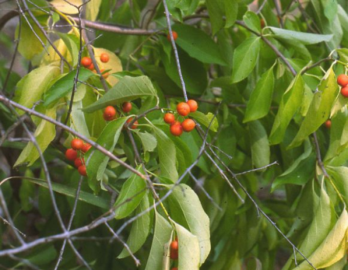 Iederă circulară ´Hermaphroditus´