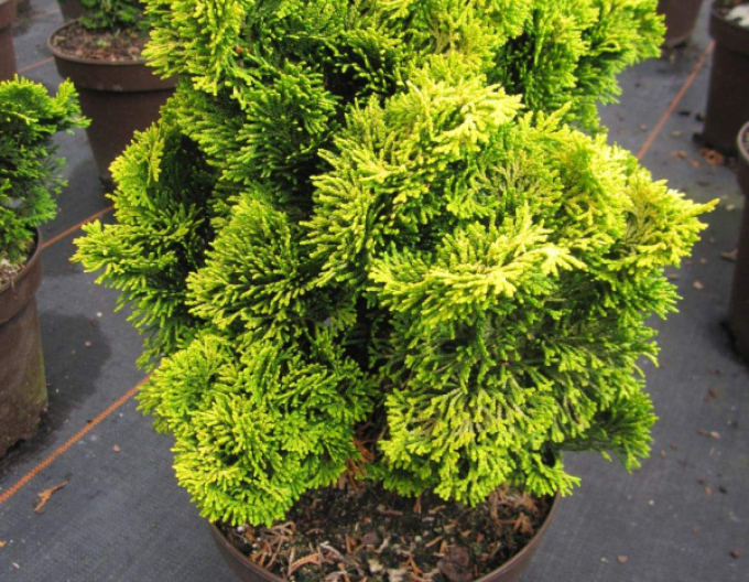 Chiparos "Aurea Nana" pe o tulpină