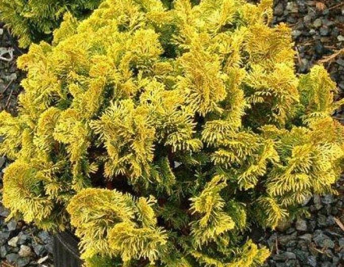 Chiparos "Aurea Nana" pe o tulpină