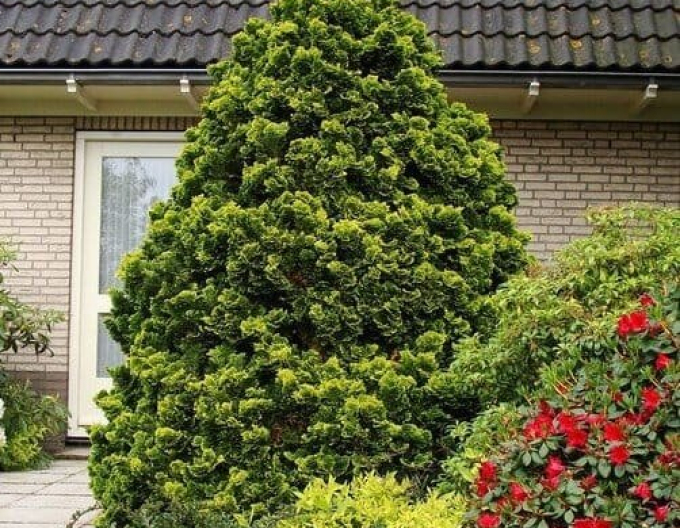 Chiparos "Aurea Nana" pe o tulpină