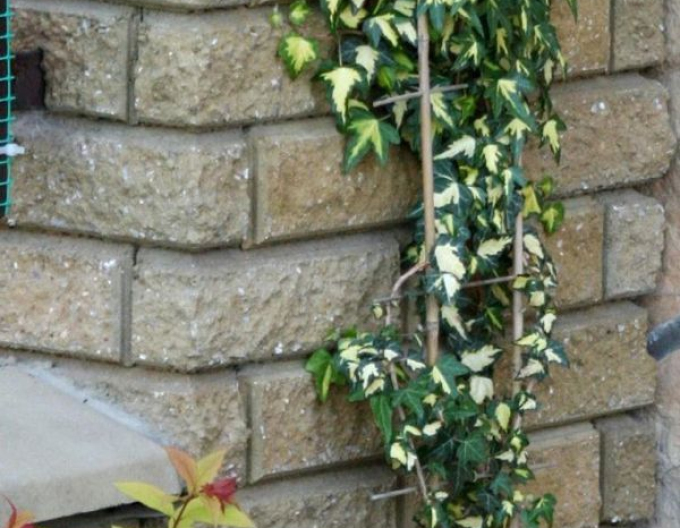 Iedera cățărătoare ´Goldheart´