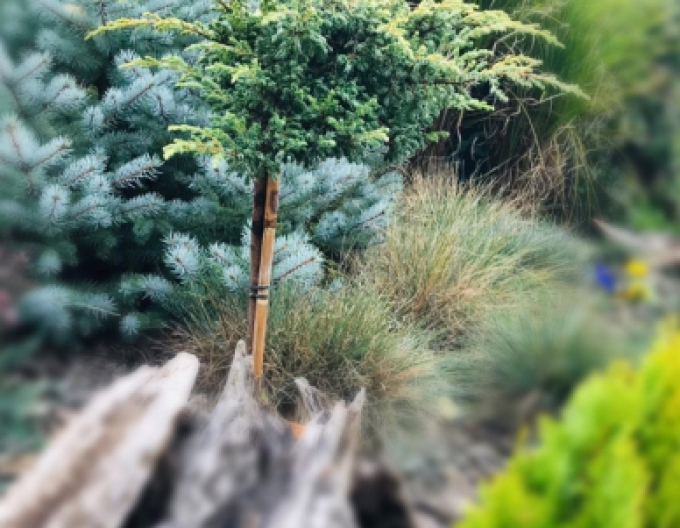 Ienupăr Golden Shade pe o tulpină