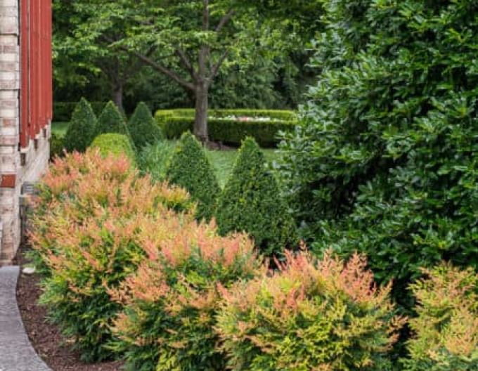 Nandina ´Gulf Stream´