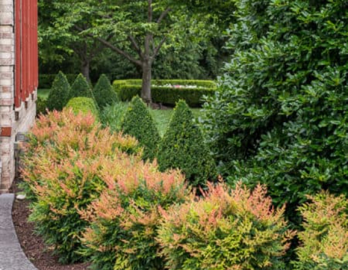 Nandina ´Gulf Stream´ 20/25cm