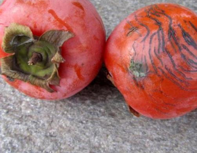 Hurmikaki ´Ragno´ pe tulpină