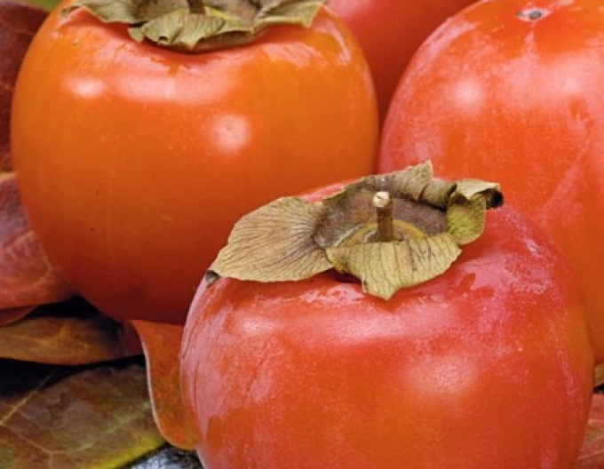 Hurmikaki ´Ragno´ pe tulpină