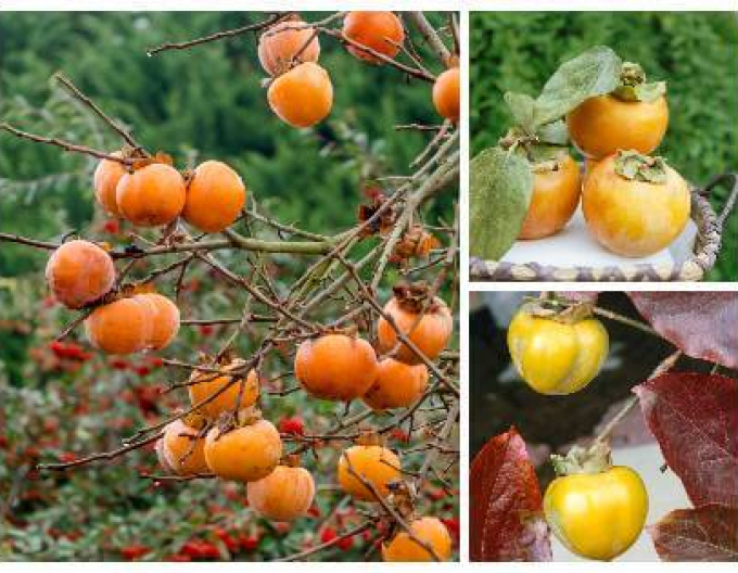 Hurmikaki ’Tipo’ – pe tulpină 9l