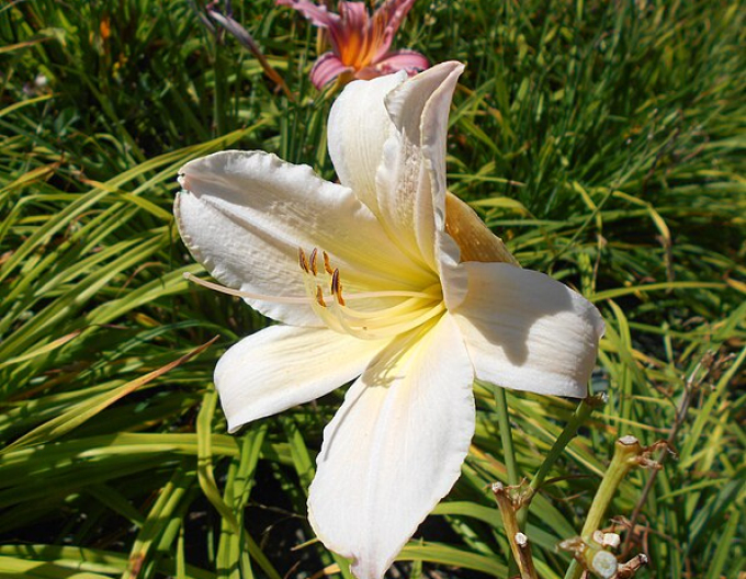 Crin de o zi ´Astolat´