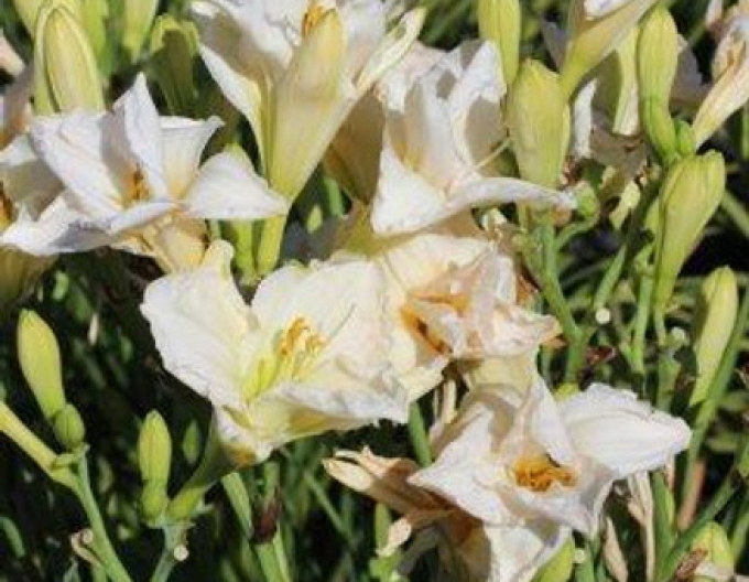 Crin de o zi ´Astolat´