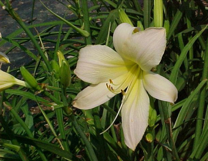 Crin de o zi ´Astolat´