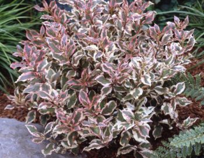 Weigela florida Monet