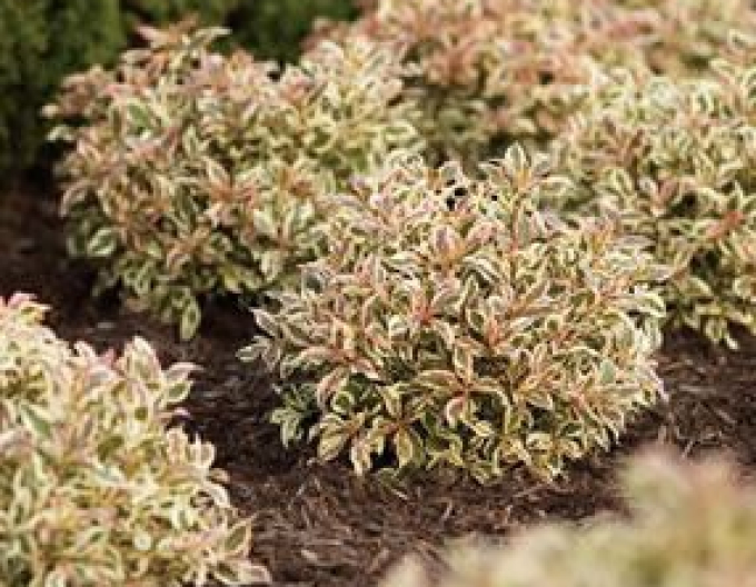 Weigela florida Monet