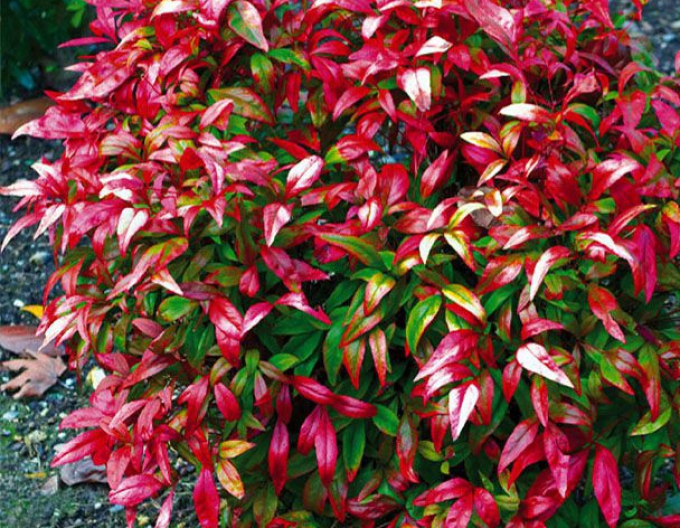 Nandina ´Fire Power´