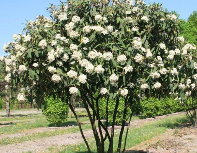 Wiburnum cu frunze încrețite 5L