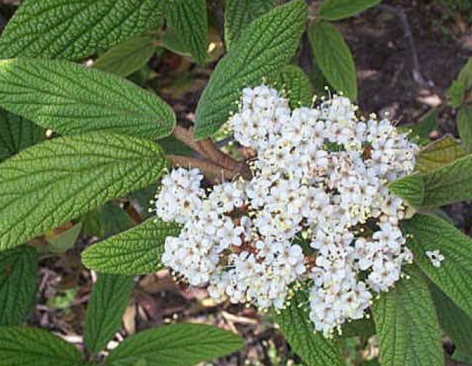 Wiburnum cu frunze încrețite 5L