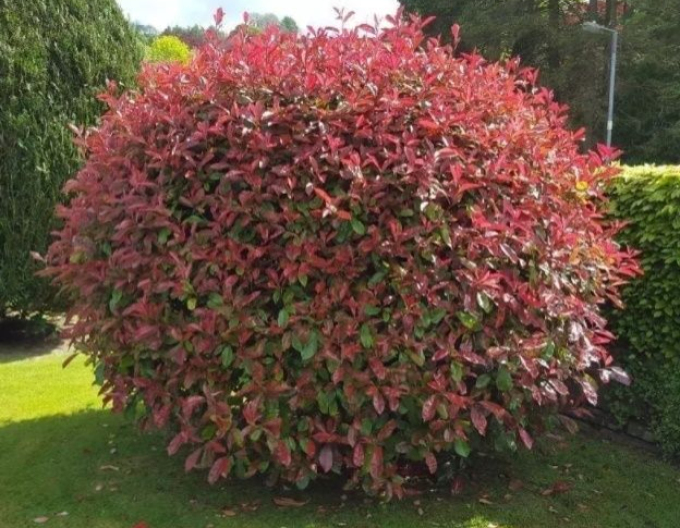 Photinia  Red Robin Nana Ball