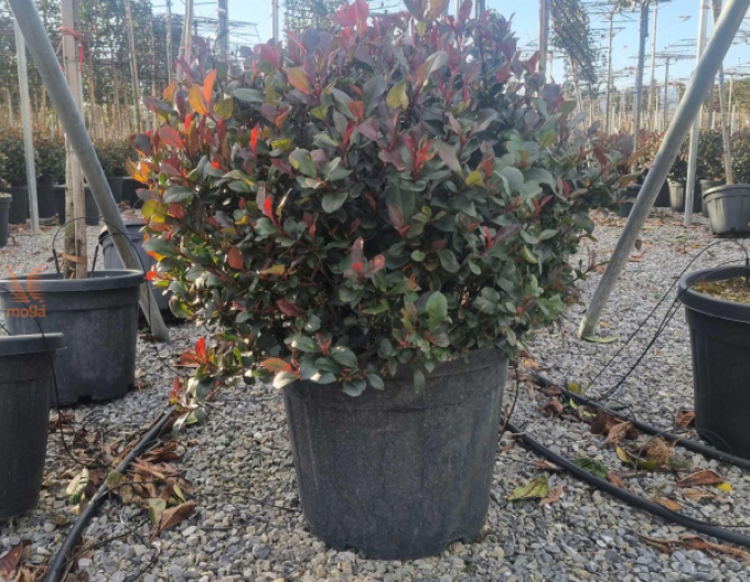 Photinia  Red Robin Nana Ball
