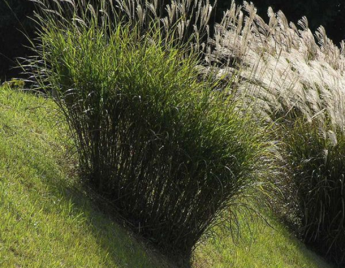 Planta ornamentală chineză "Silberfeder"