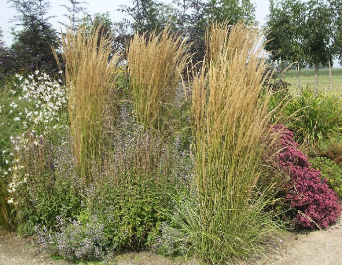 Calamagrostis ´Overdam´ 2l