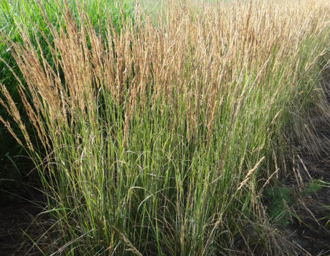 Calamagrostis ´Overdam´ 2l