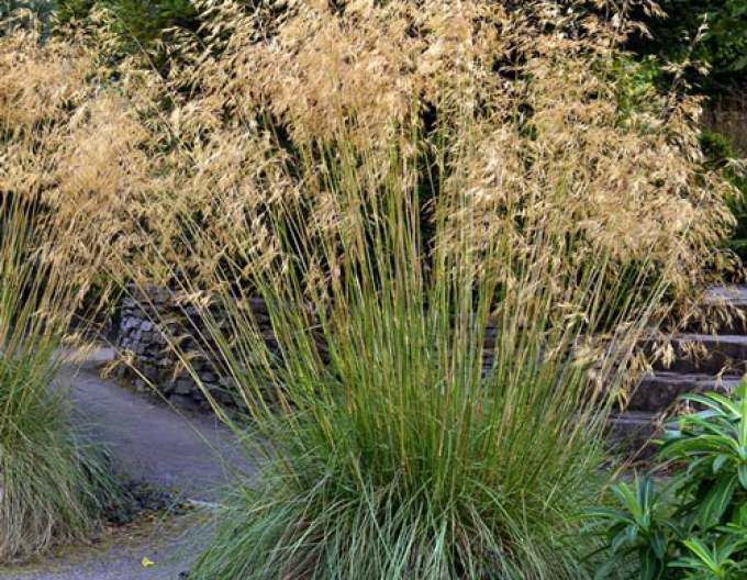 Deschampsia ´Goldschleier´ 2l
