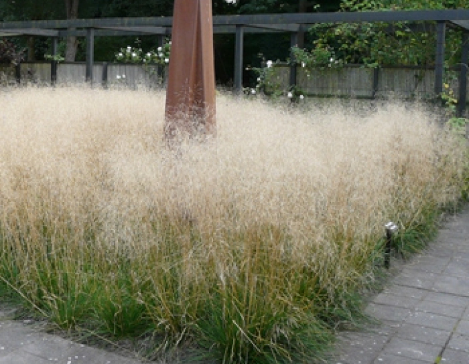 Deschampsia ´Goldschleier´ 2l