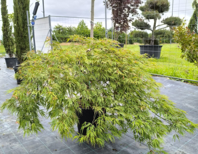 Arțar cu frunze de palmier ´Dissectum´