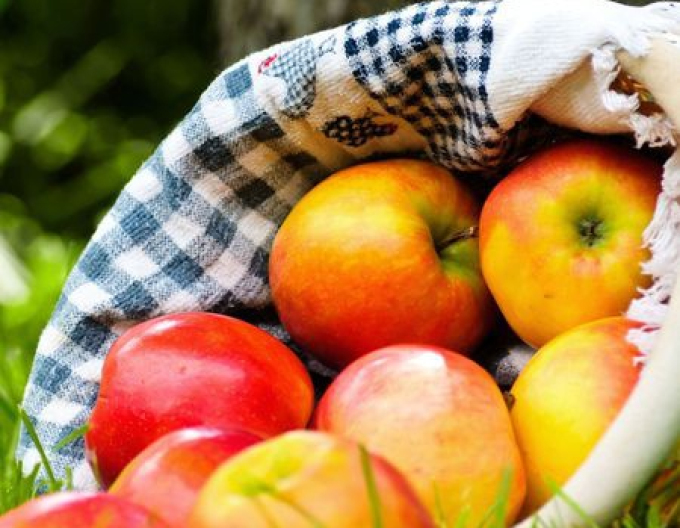 Măr de iarnă Ontario, portaltoi. A2, liber.