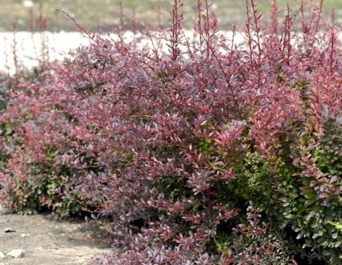 Berberis thunbergii ´Red Dream´