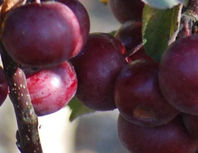 Măr columnar ‘Maypole’, toamnă, portaltoi M7, ghiveci 2L