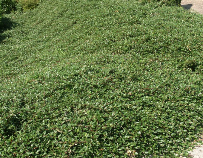 Cotoneaster Dammeri Major