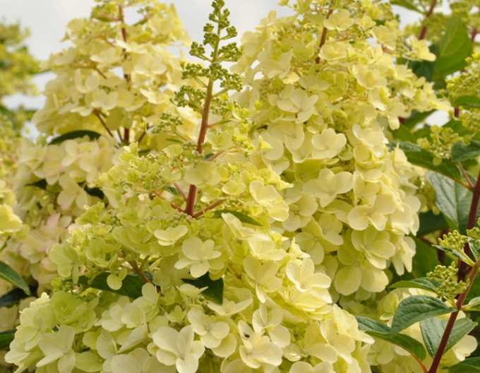 Hortensie paniculate ´Candlelight´
