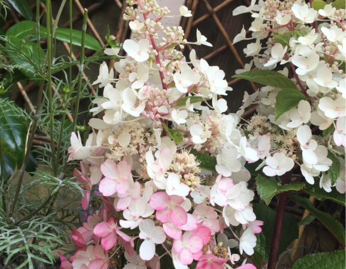 Hortensie paniculate ´Candlelight´