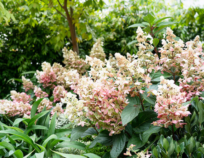 Hortensie paniculate ´Candlelight´