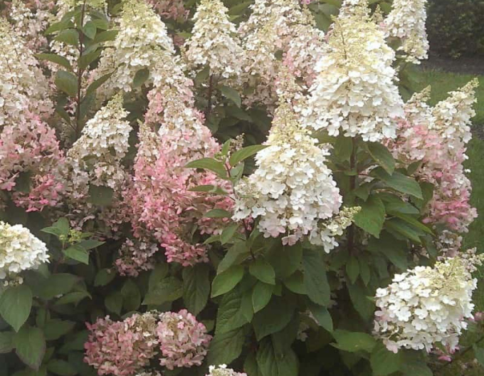 Hortensie paniculate ´Candlelight´