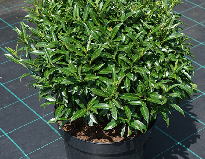 Laur-englezesc ´Sofia´