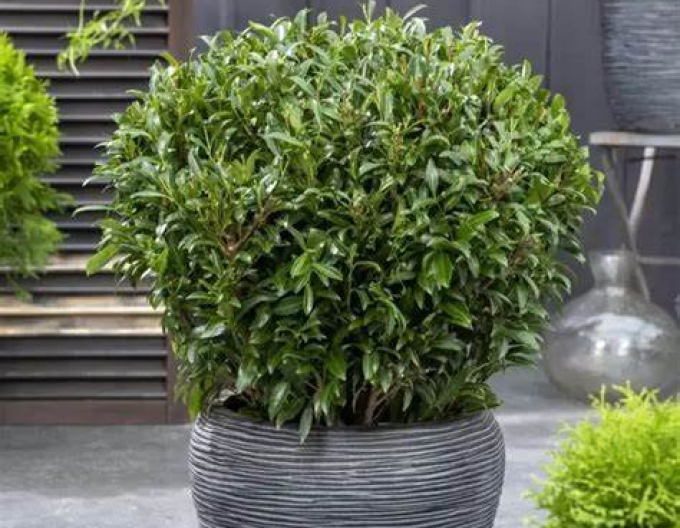 Laur-englezesc ´Sofia´