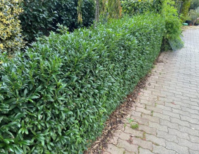 Laur-englezesc ´Sofia´