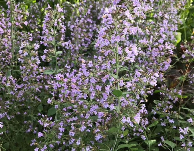Calamintha nepeta ´Blue Cloud´
