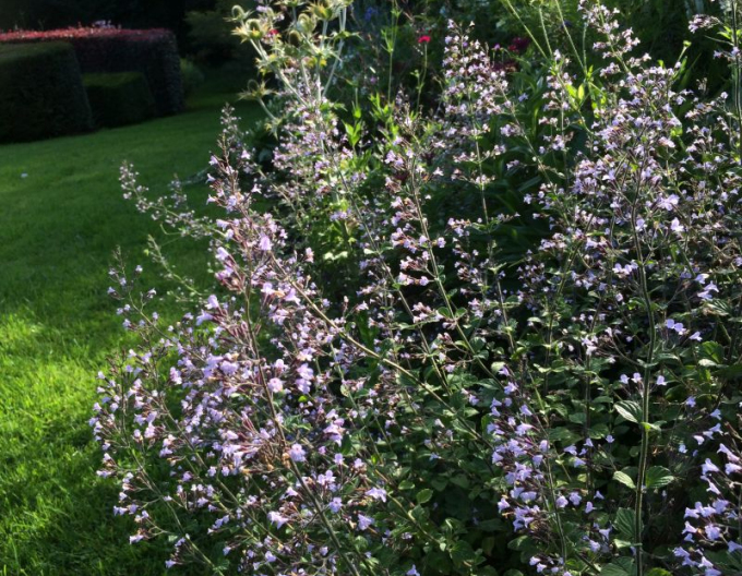 Calamintha nepeta ´Blue Cloud´