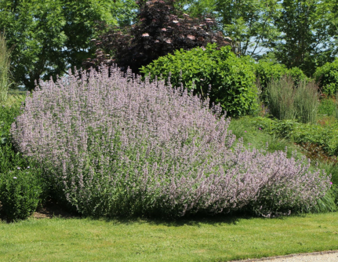 Calamintha nepeta ´Blue Cloud´
