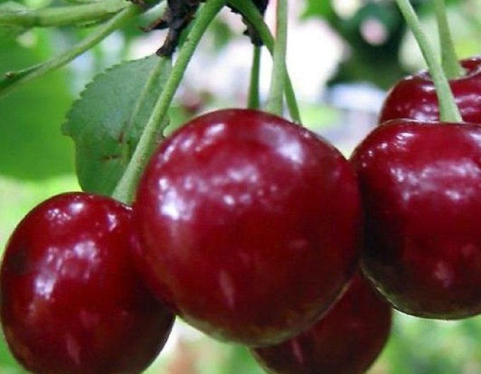 Cireș "Fanal" semi-dur