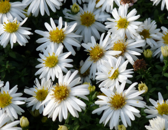 Astra "Monte Cassino